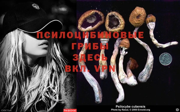 стафф Заводоуковск